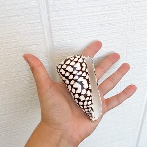 🐚REAL Seashell Marbled Cone GENUINE🐚 TROPICAL